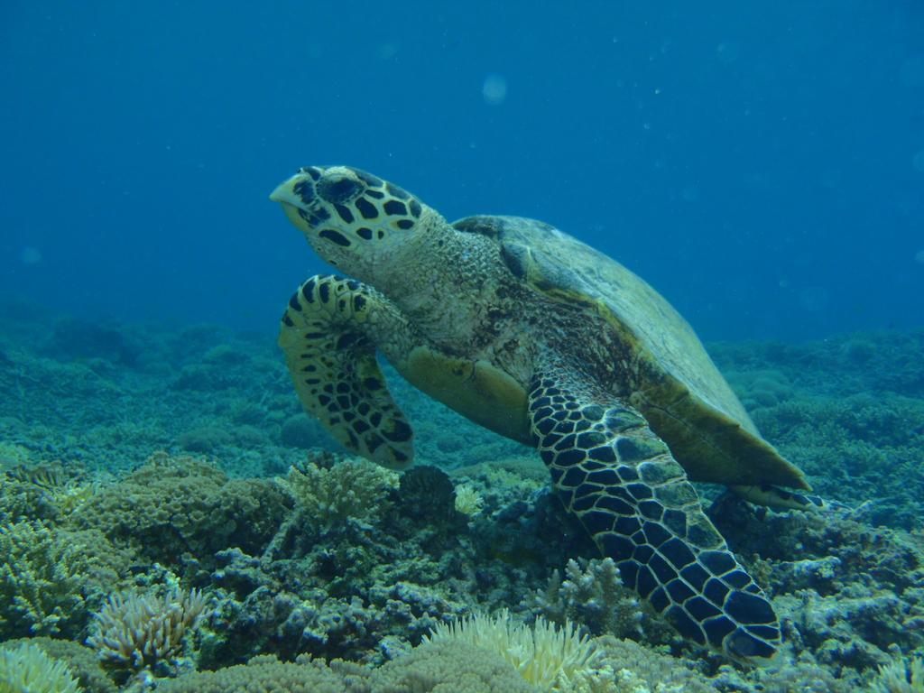 Okinawa Resort Zamami Exteriör bild